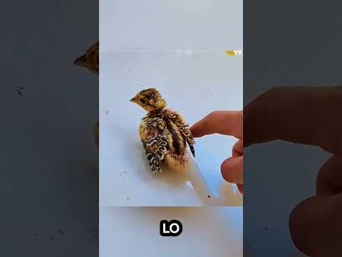 El huevo misterioso que cambió la vida de un hombre 🥚🕊️🌿 #shortsfeed #betrayal