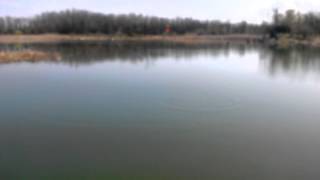 preview picture of video 'Caras la Crivina , MH - Danube fishing for F1's'