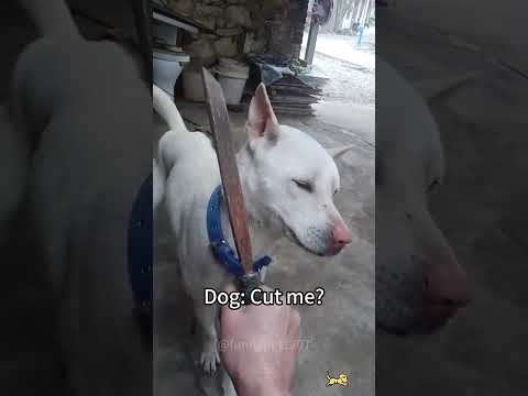 funny dogs #funny #dog #pet #doglover #doglife #usa #fyp #cute