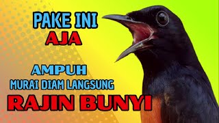 Download lagu pancingan murai batu AGAR BUNYI jitu untuk JADIKAN murai batu GACOR EMOSI❗ mp3