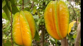 How to Grow Star Fruit in Containers