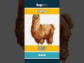 llama - 骆驼 video thumbnail