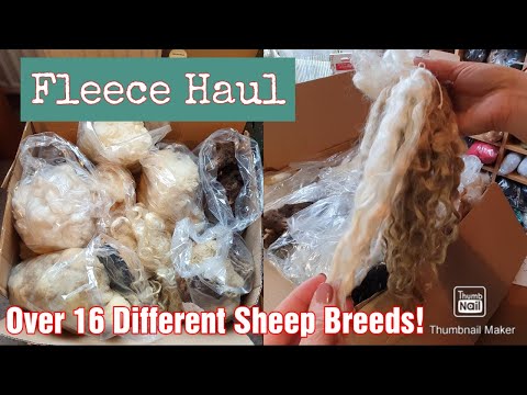 Polwarth, Ryeland, Shetland, Manx Loaghtan And Lots More! | What Are Their Fleeces Like | Wool Stash
