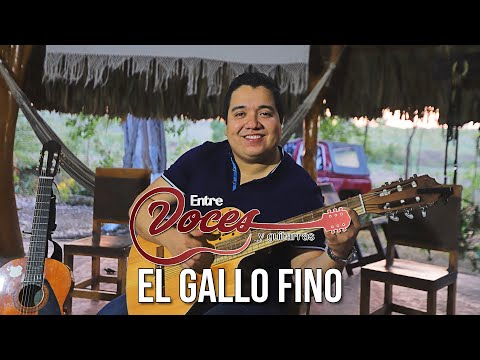 EL GALLO FINO - Entre Voces y Guitarras - Tony Zapata (Cover) SESION #1