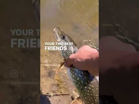 Proven Tactics for Northern Pike Fishing Success
