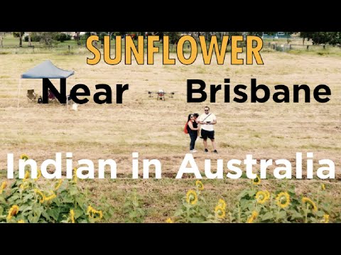 Where to find SUNFLOWERS near BRISBANE | DRONE FARMING | WARRABA SUNFLOWERS