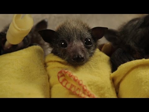 Baby Bat Burritos