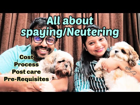 Spaying or Neutering Everything You Need to Know
