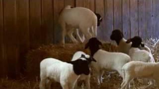 preview picture of video 'Lamb Races For YouTube.mpg'