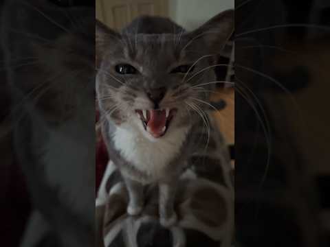 Don’t ignore me 🐈‍⬛