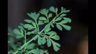 ARRUDA - OS MARAVILHOSOS PODERES DA ERVA DA SORTE!