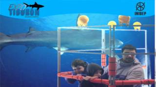 DIA 2 Expo Tiburon250