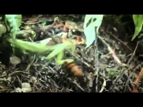 Praying Mantis vs Japanese Giant Hornet