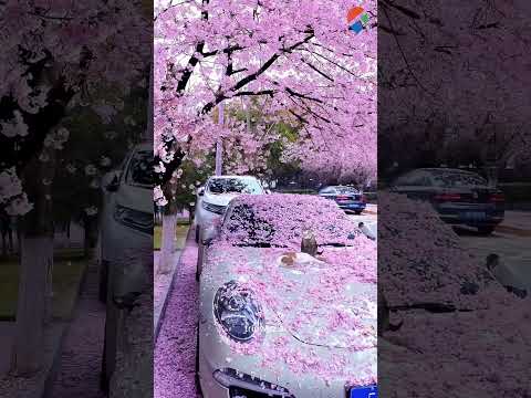 Explore Shillong in November: Pink Blossoms & Scenic Beauty!