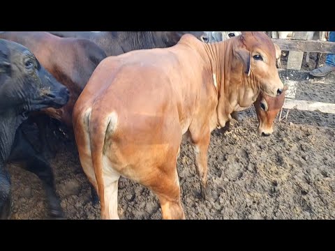 FEIRA DE GADO DE CAMPO GRANDE-AL 13/06/2026 #NORDESTE