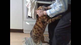 preview picture of video 'Minax, bengal gets ear scratch'