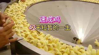 Re: [新聞] 陳俊翰生前爭取SMA用藥權益健保署討論擴