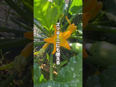 ズッキーニが大きくならないのはなぜですか? 6つの原因とその解決策をご紹介します！  庭園