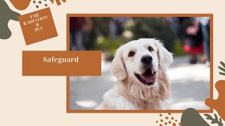 Is Your Pet Safe from EMF Radiation? Let&#39;s Discuss the EMF Defense Pendant!