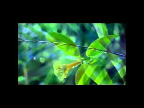 Kush është i lumturi? (من هو السعيد؟) - Shejh Muhammed Esh-shenkiti