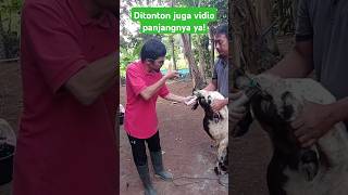 Download lagu Injectable mating in goats and sheep mp3 Download lagu Injectable mating in goats and sheep mp3