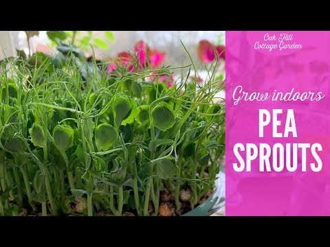 Growing pea shoots indoors