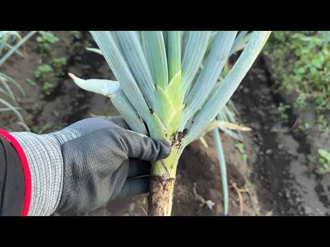 野菜の種まき: 最もよくある 3 つの間違い トピックス