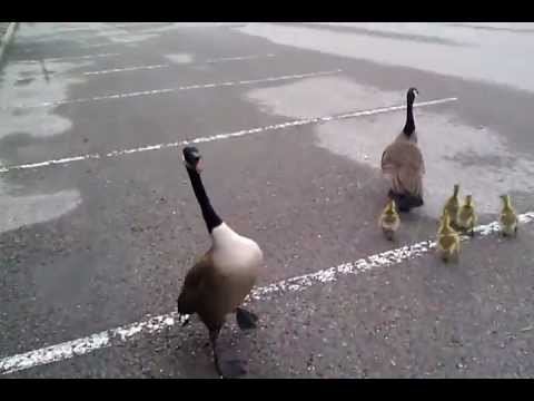 Crazy!!! Canada goose attack!!!