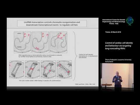 T. Pedrazzini - Control of cardiac cell identity and behaviour via targeting long noncoding RNAs