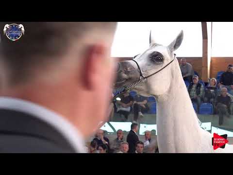 N 64 EUZONA   European Championship 2019   7 9 Years Old Mares Class 7