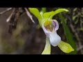 Sarcochilus australis near Narawntapu National Park - Tasmania Sarcochilus australis near Narawntapu National Park - Tasmania