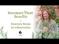Rosemary Plant Benefits Rosemary Recipe For Inflammation