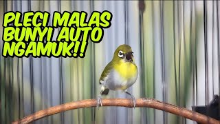 Download lagu Pancingan PLECI malasa bunyi🔥dalam hitungan menit PLECI lain langsung nnyaut GACOR & BUKAPAR‼️ mp3 Download lagu Pancingan PLECI malasa bunyi🔥dalam hitungan menit PLECI lain langsung nnyaut GACOR & BUKAPAR‼️ mp3