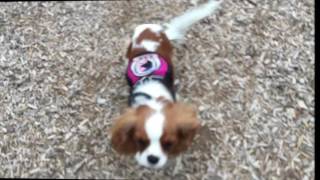 8 Month Old Cavalier King Charles, Charlee!  Certified Therapy Dog Training in Northern Virginia