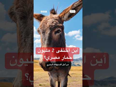 فيديو | أين اختفت "لحوم 2 مليون حمار مصري"!
