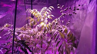 Indoor Zone 7a Tropical June Plum Tree with Fruits