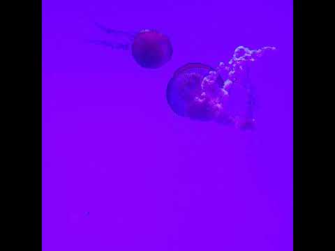 007Marchena - The Diamond Dimension