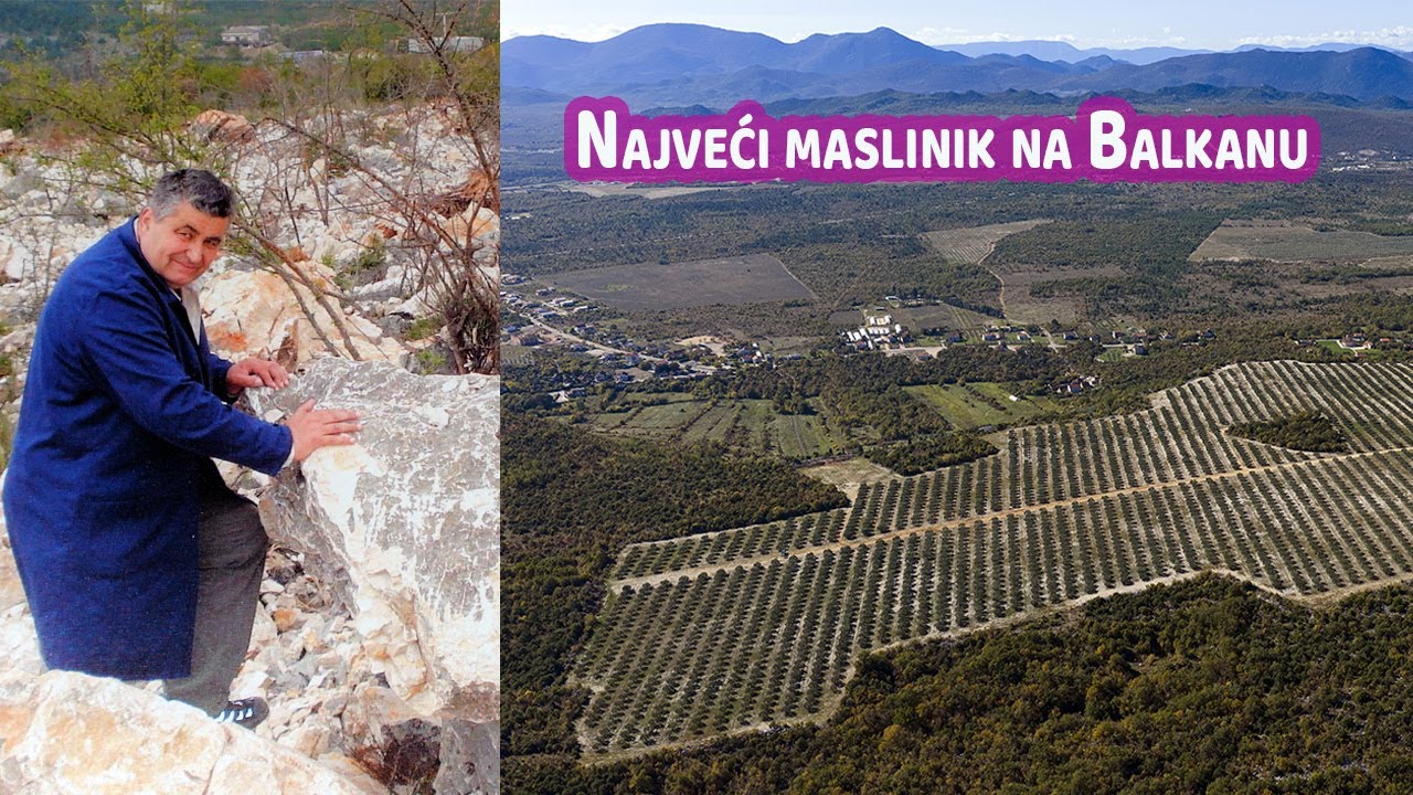 Od kivija do najvećeg maslinika na Balkanu