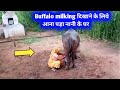Buffalo Milking दिखाने के लिये आना पड़ा नानी के �