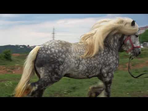 In vizita la ferma lui Dorin de la Floresti, Cluj - 2018 nou!!!