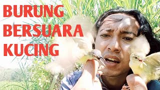 Download lagu How to Attract Sugar Cane Wrens/Meong Ciblek/Meongan Birds mp3 Download lagu How to Attract Sugar Cane Wrens/Meong Ciblek/Meongan Birds mp3
