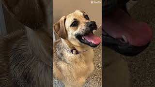 Video preview image #1 Doberman Pinscher-Pug Mix Puppy For Sale in Huntley, IL, USA