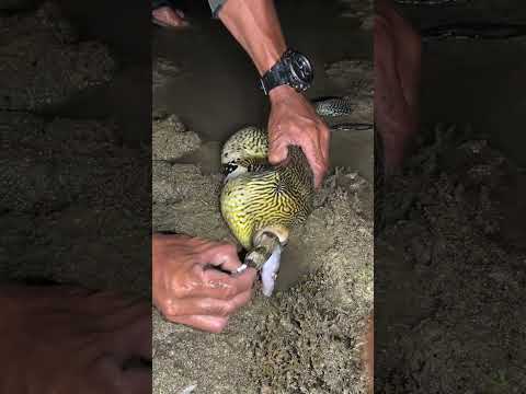 Saving a Pufferfish from a Giant Sea Snake! 🐡🐍
