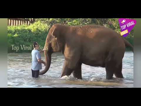 Elephants Ran To Reunion With The Favorite People Who Away For 14 Months - Viral video HD