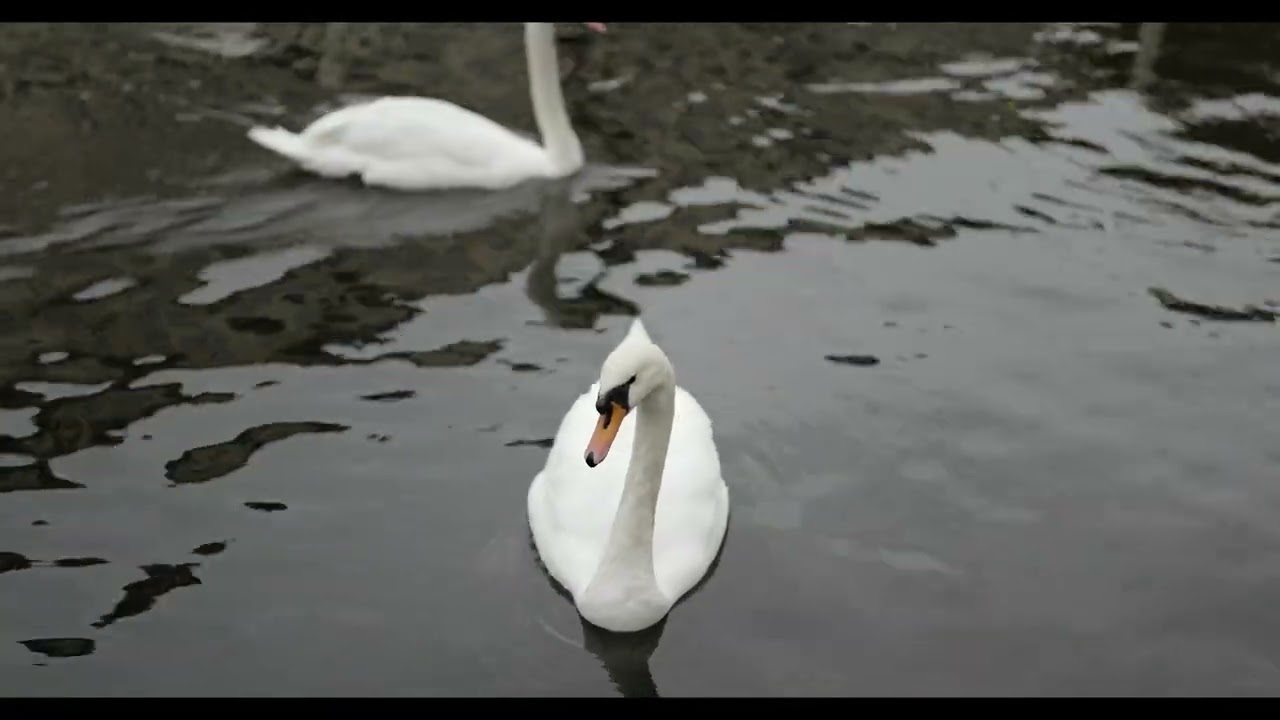 Leica SL3 — C4K video - YouTube