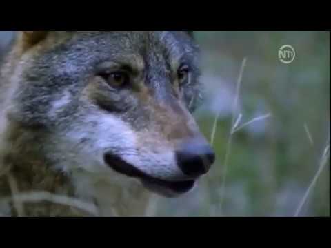 Les loups des montagnes DOC FRENCH