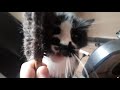 Brushing My Tuxedo Cat Totoro Longest Whiskers Ever