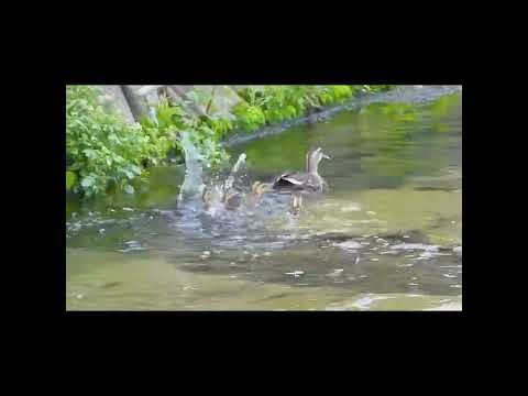 春に鳥を助けるにはどうすればよいですか？私たちの有益なアドバイス!  庭園