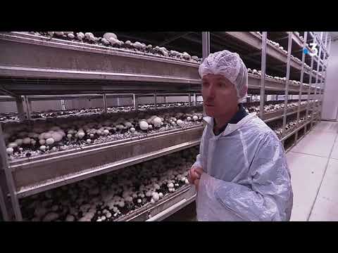 Pyrénées-Orientales : à Olette, la champignonnière cherche des cueilleurs