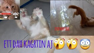 Download lagu Kucing Lucu |KUCING KESURUPAN TIKTOK MAIN AMBYAR2an mp3 Download lagu Kucing Lucu |KUCING KESURUPAN TIKTOK MAIN AMBYAR2an mp3